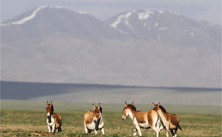 #7 Kiang -