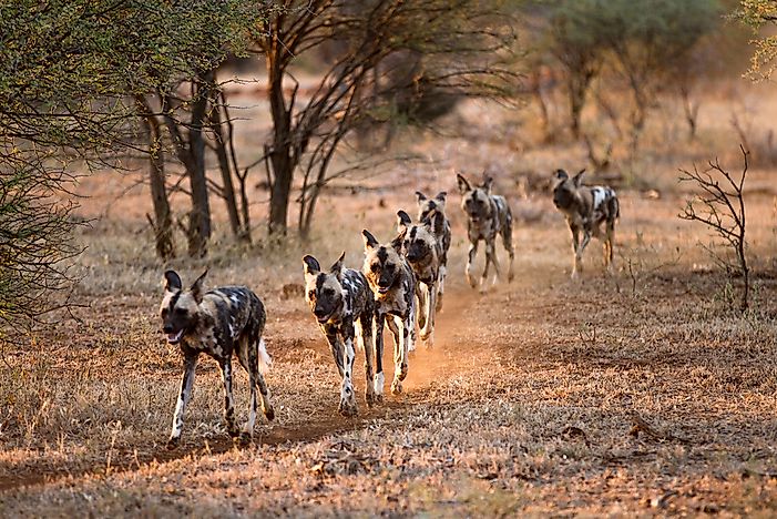#6 African Wild Dog