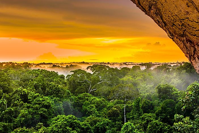 How Much Of The Surface Of The Earth Is Covered By Rainforests?
