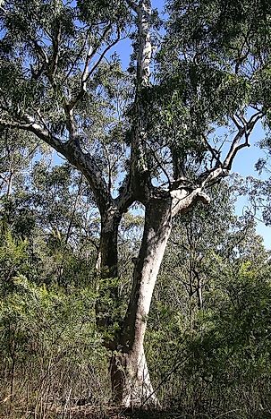 Native Plants Of Australia
