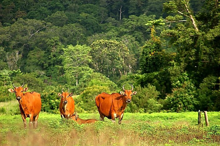 #3 Banteng Feral Cattle