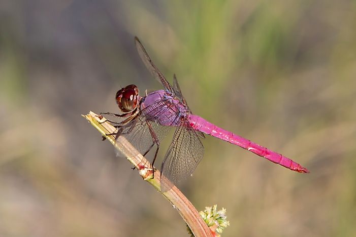 #7 Roseate Skimmer