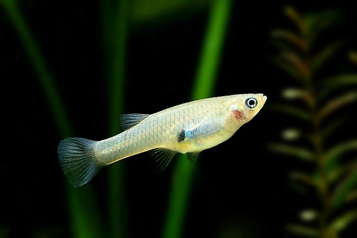 #6 Gambusia affinis