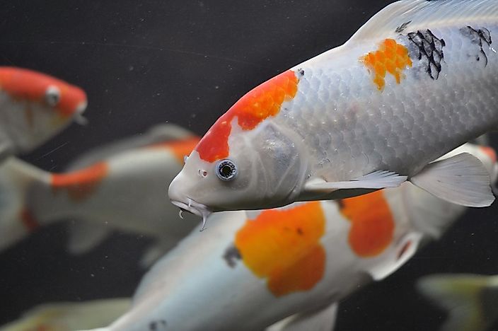 #4 Koi Carp