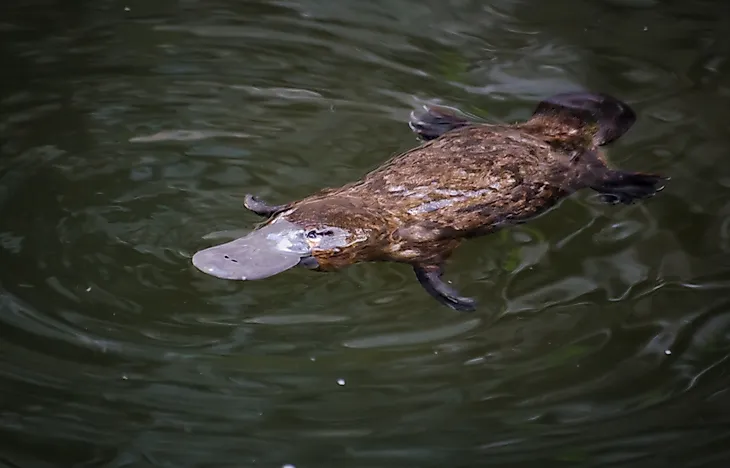 A platypus swimming in the water. A platypus swimming in the water.