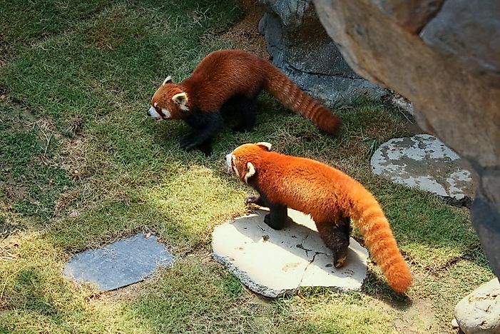 Red Panda Facts: Animals of Asia - WorldAtlas.com