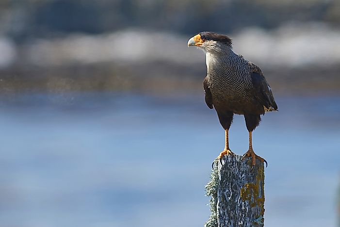 #1 Caracaras