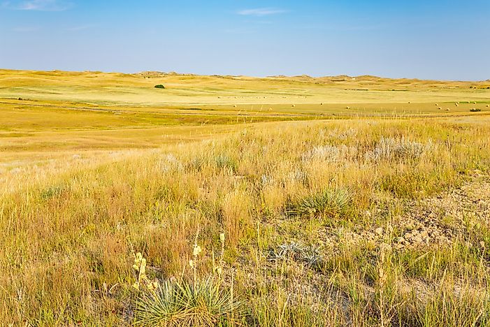 The Largest National Grasslands In The United States
