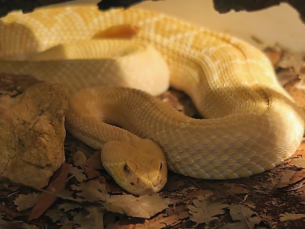 #10 Western Diamondback Rattlesnake