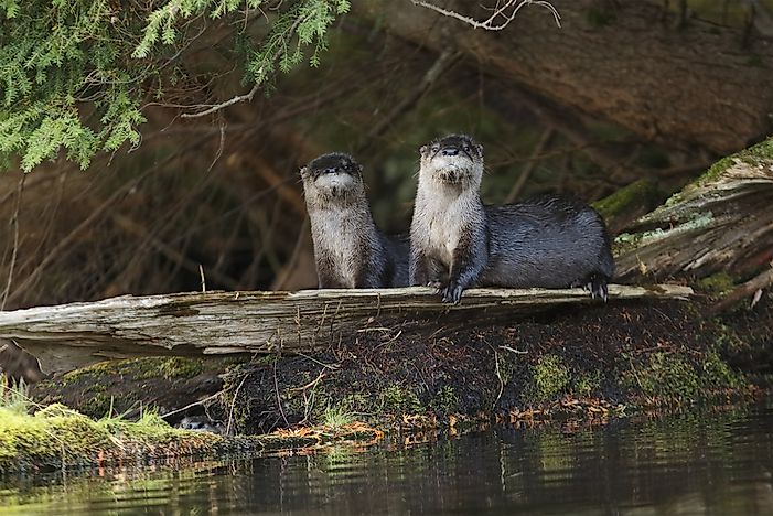 #6 Northern River Otter