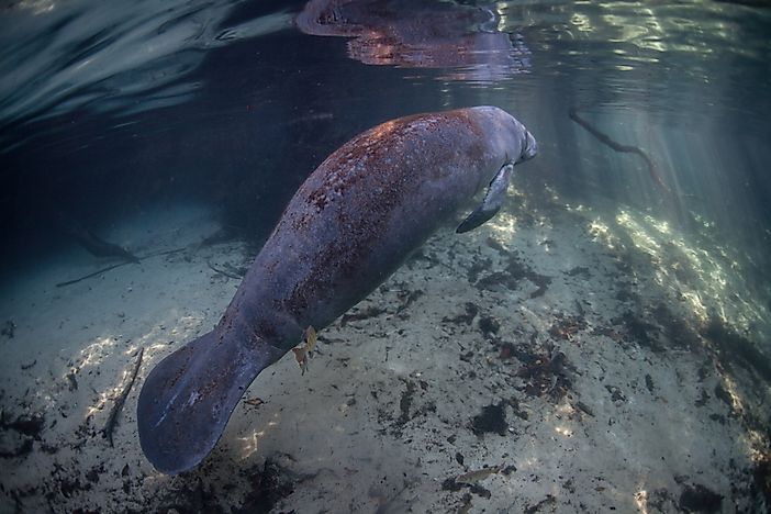 West Indian Manatee: Animals of North America