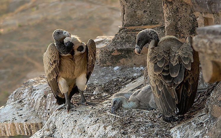 #5 Indian vulture