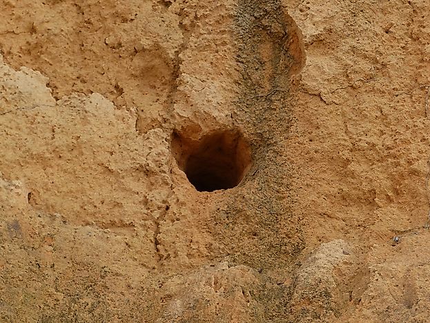 The nest of a burrowing owl.