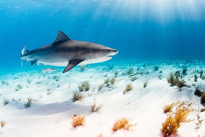 Are Sharks Mammals?