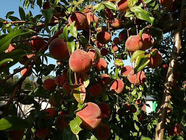 #2 Nectarine Trees (2-4 years)