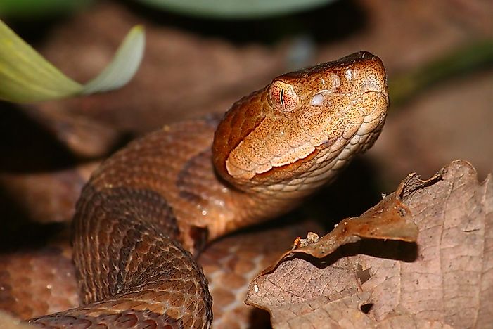 #2 Copperhead