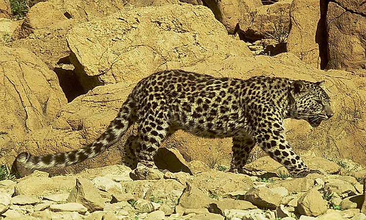 #3 Arabian Leopard -