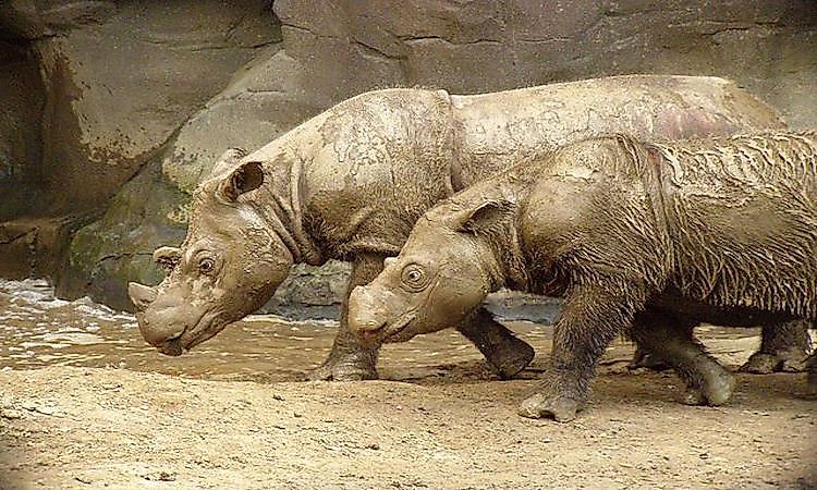 #2 Sumatran Rhinoceros -