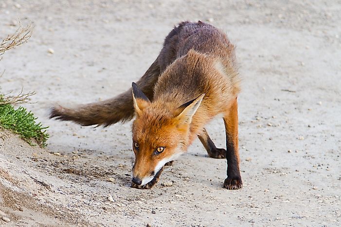 #1 Red Fox (Vulpes vulpes)
