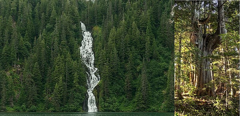 Biggest Old Growth Forests In The United States