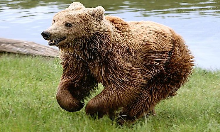 #2 Bears (Brown/Black/Polar) -
