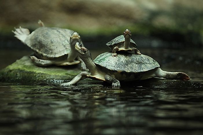 Will Cambodia's Royal Turtle Go Extinct?