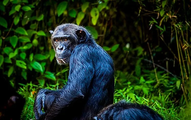 #5 Chimpanzee