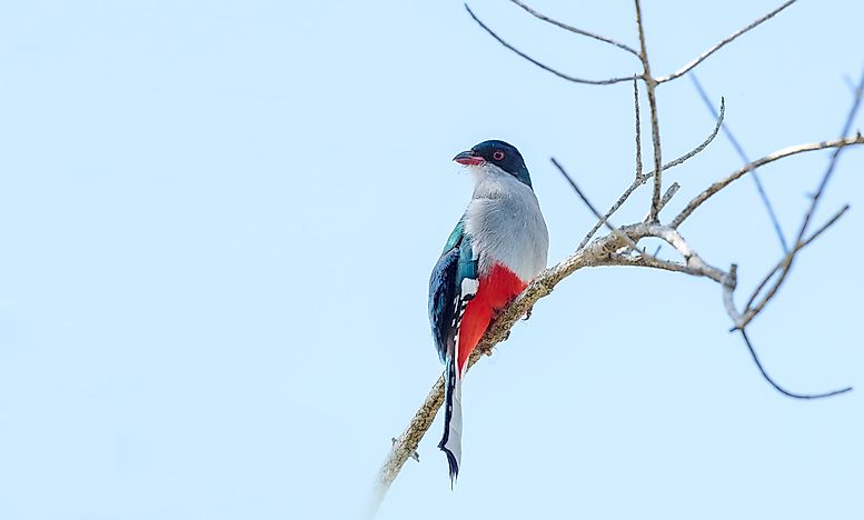 #1 Cuban Trogon
