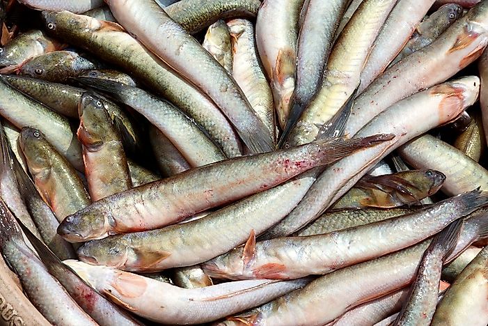 Native Fish Of Thailand