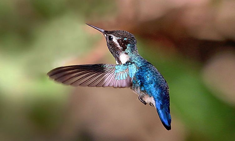 #3 Bee Hummingbird -