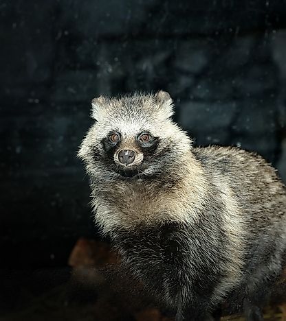 #4 Raccoon Dog