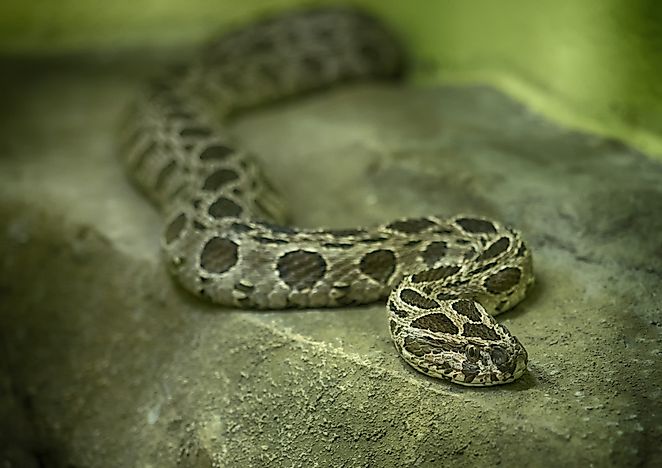 Russell's Viper Facts: Animals of Asia