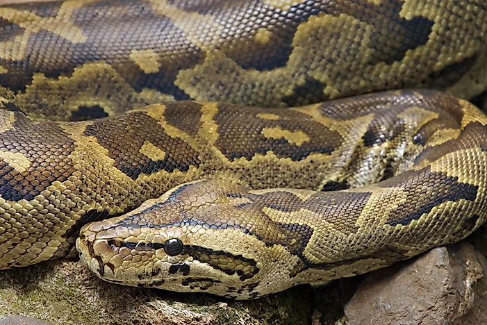 #10 African rock python