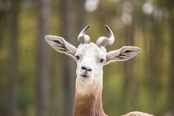 Endangered Mammals Of Chad