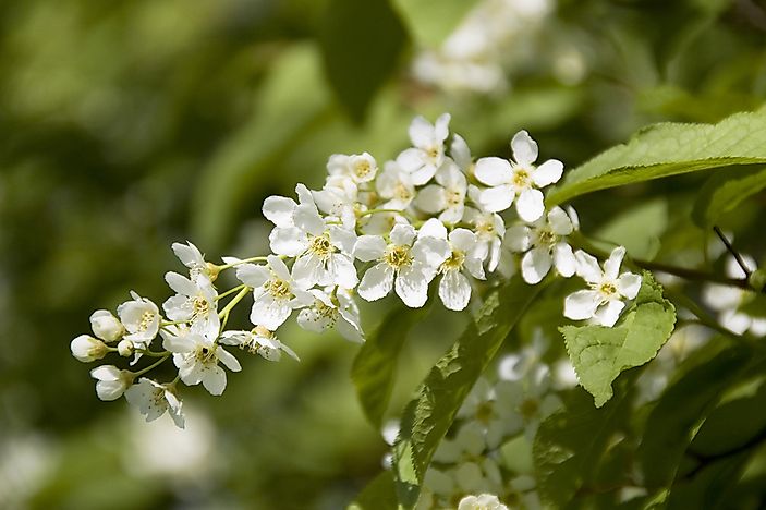 A mayflower plant. A mayflower plant.