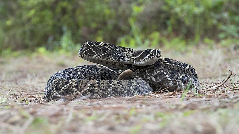 #5 Eastern Diamandback Rattlesnake
