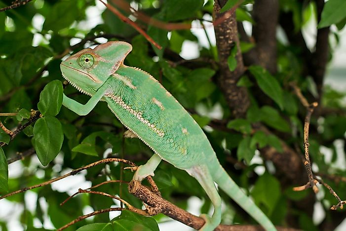 A Veiled Chameleon employs active camouflage to resemble its surroundings.