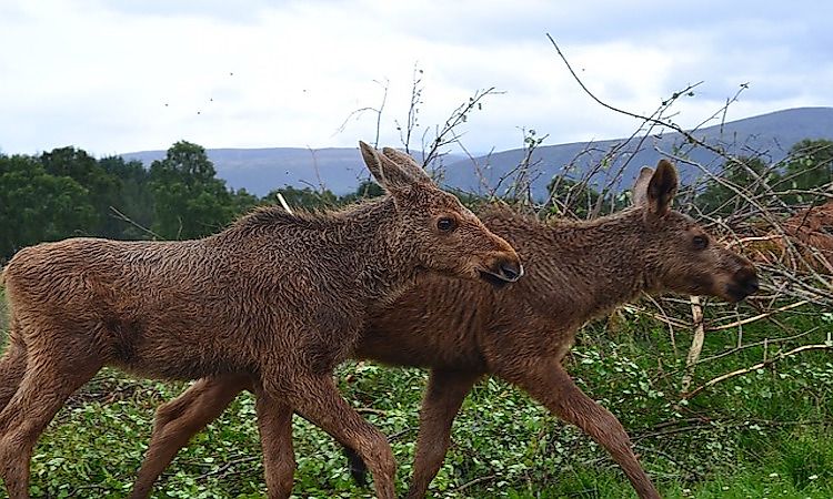 #5 Flora And Fauna Of Scotland -