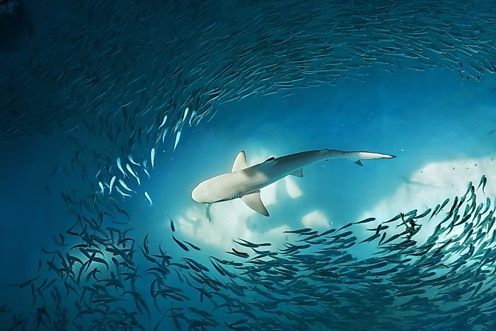 Can Sharks Swim Backwards?