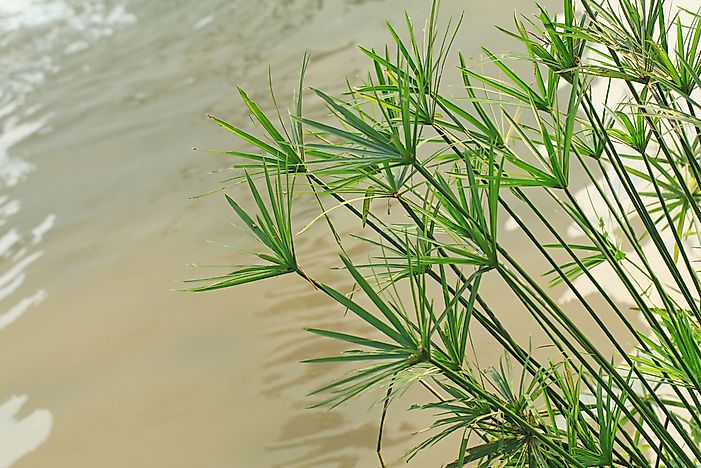 #1 Plants