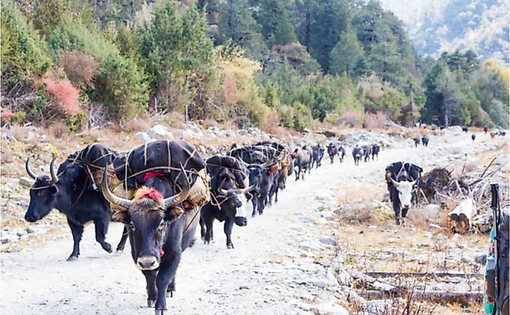 A trail of yaks along the Merak-Sakteng trail in Bhutan.