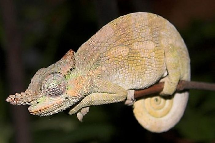 Native Reptiles Of Kenya