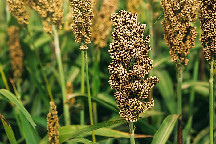 top sorghum producing countries