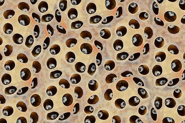 Bilderesultat for trypophobia