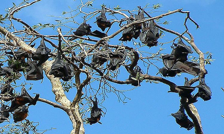 #3 Flying Fox -