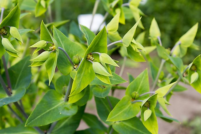 Euphorbia lathyris close-up. Euphorbia lathyris close-up.