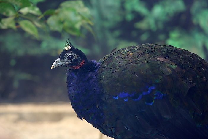 #1 Congo Peafowl
