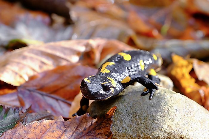What Is The Ohio State Amphibian?
