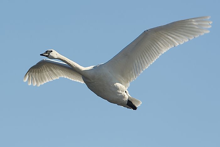 A trumpeter swan in flight. A trumpeter swan in flight.