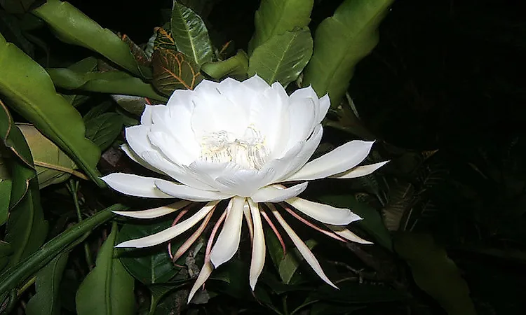 #2 Kadupul Flower -